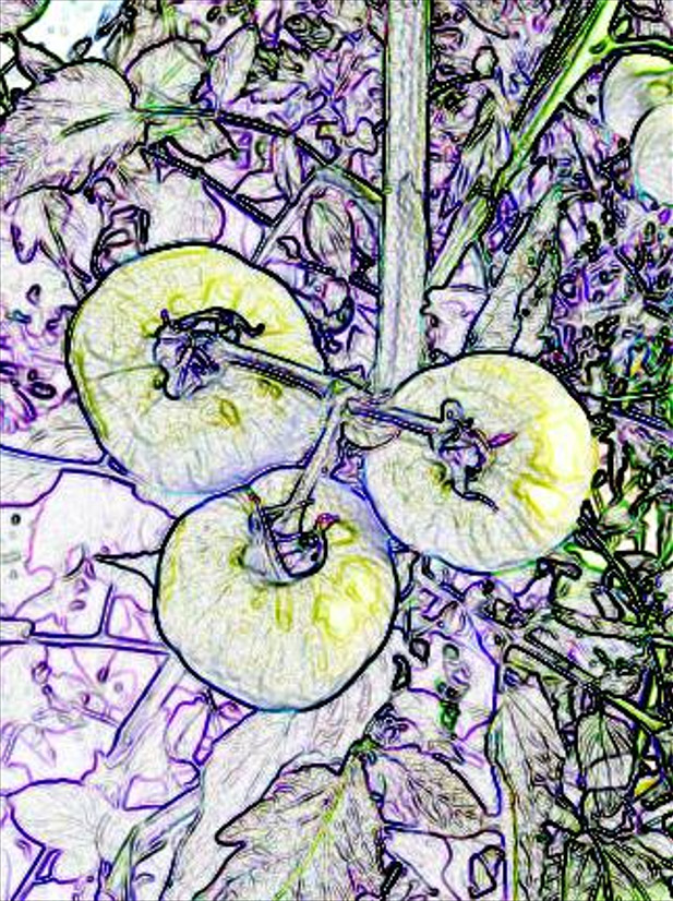 More palatable tomatoes