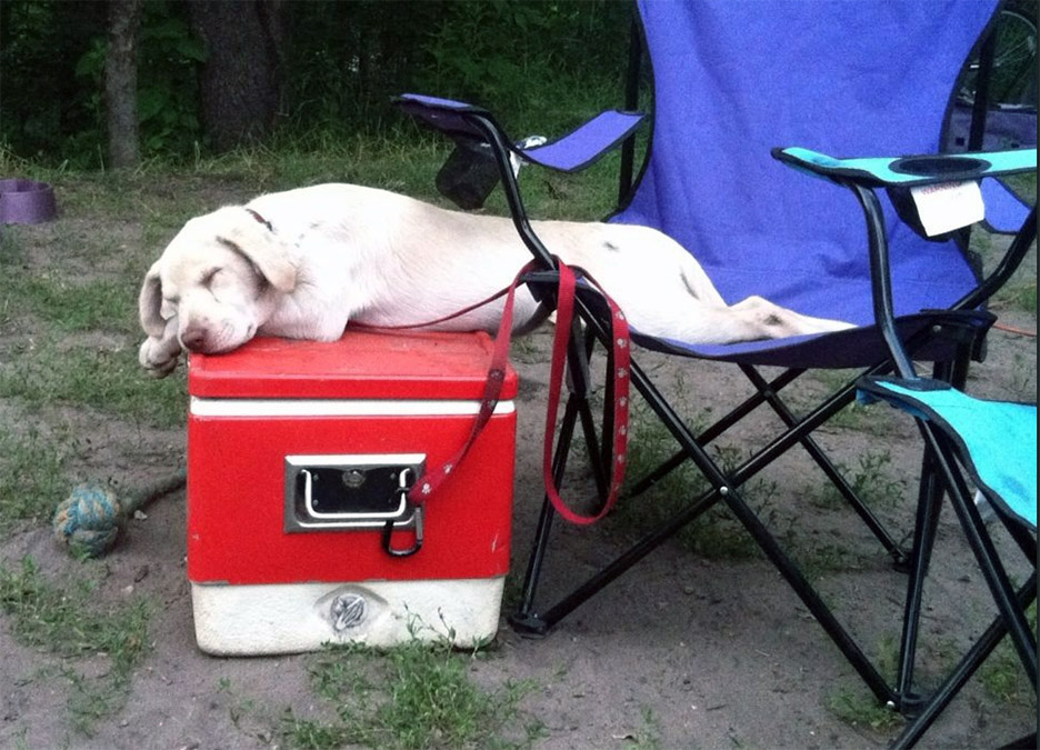 Pet Pic, 07242014&nbsp;edition