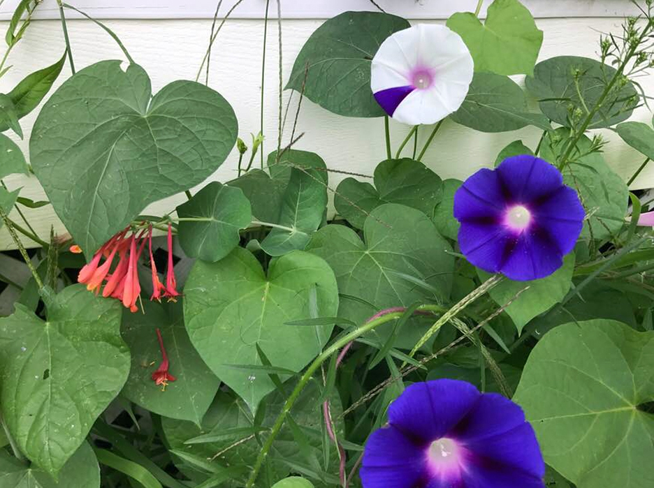 Plant Pic, 07242018&nbsp;edition