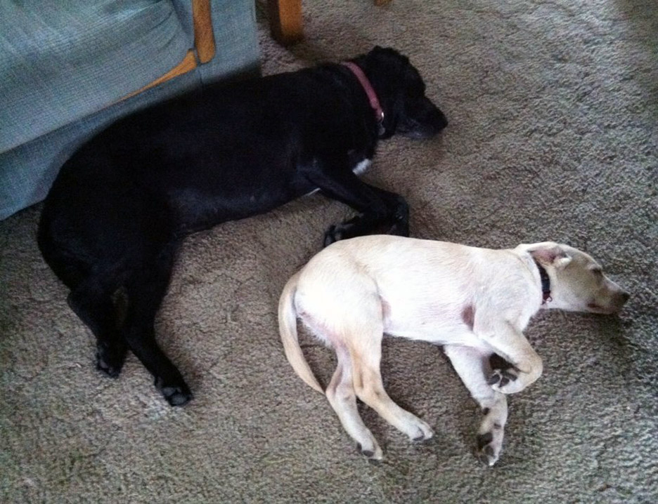 Pet Pic, 07272014&nbsp;edition