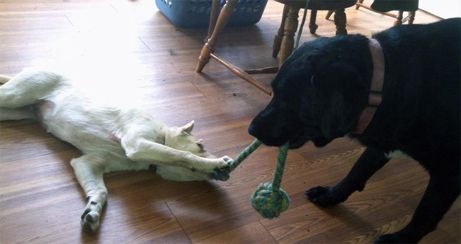 Pet Pic, 08012014&nbsp;edition