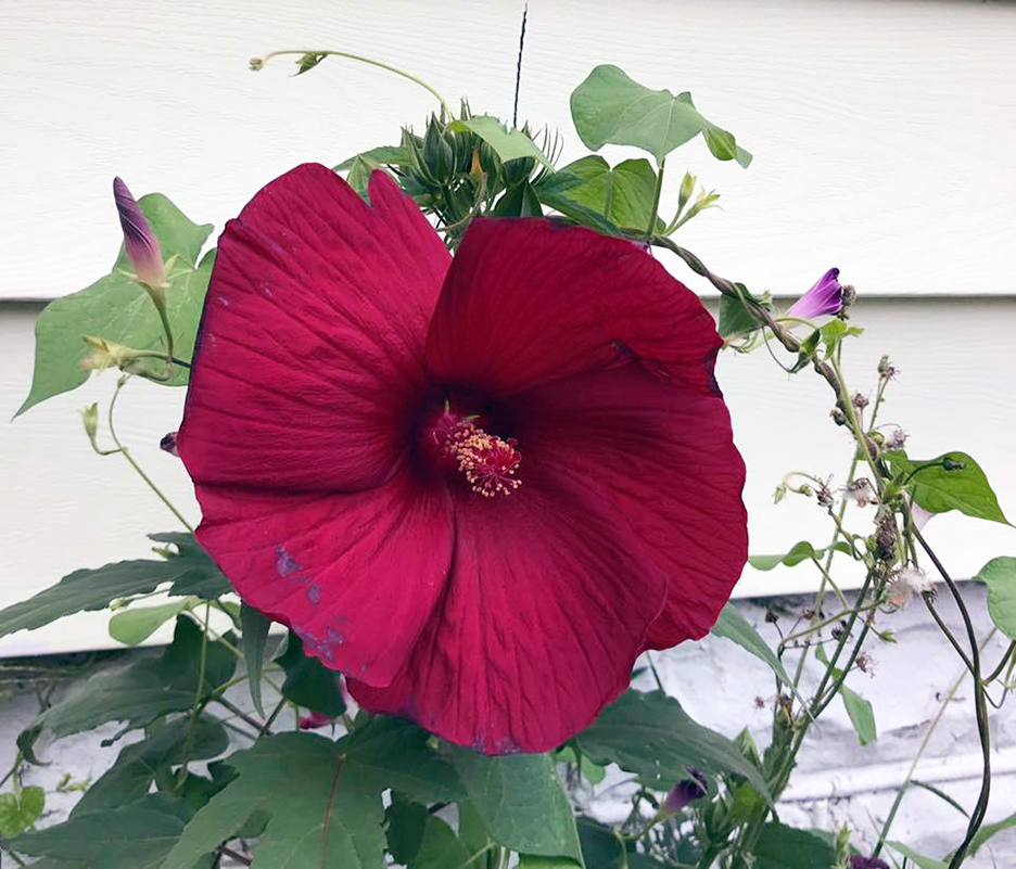 Plant Pic, 08022018&nbsp;edition