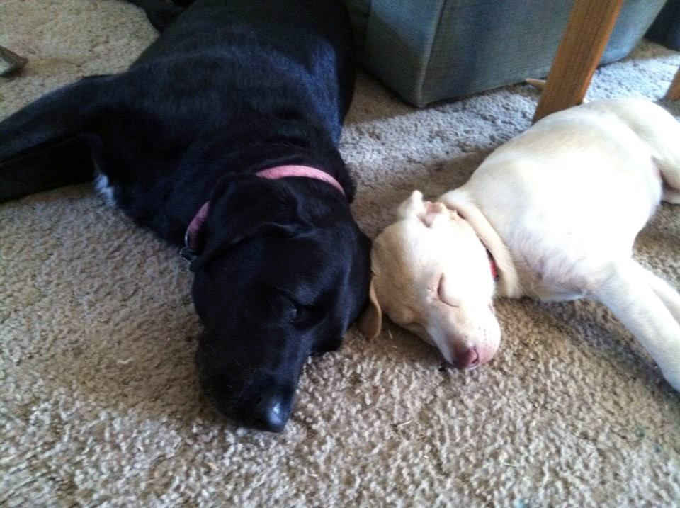 Pet Pic, 08072014&nbsp;edition