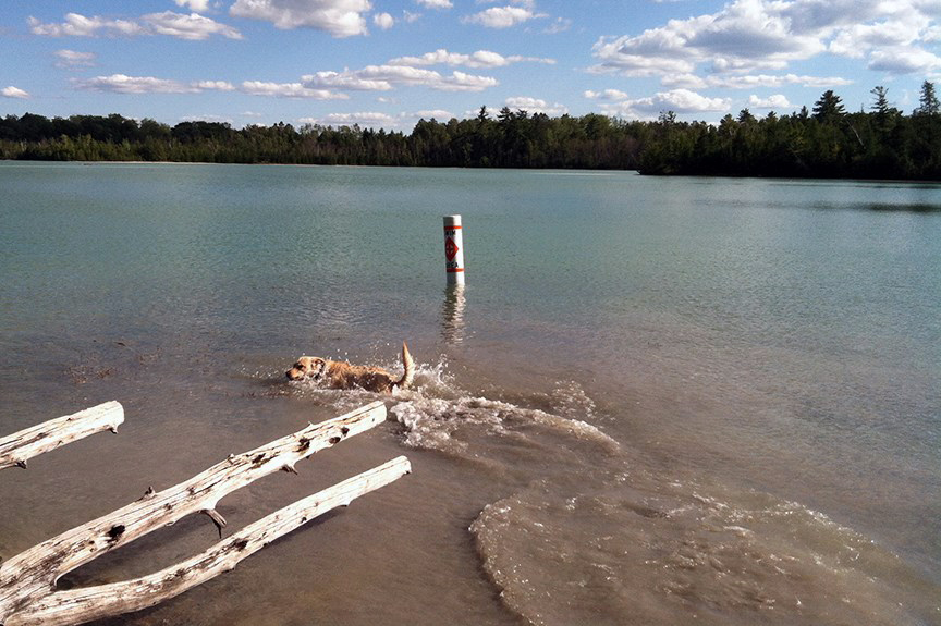 Pet Pic, 08112016&nbsp;edition