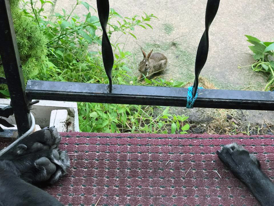 Pet Pic, 08122017&nbsp;edition