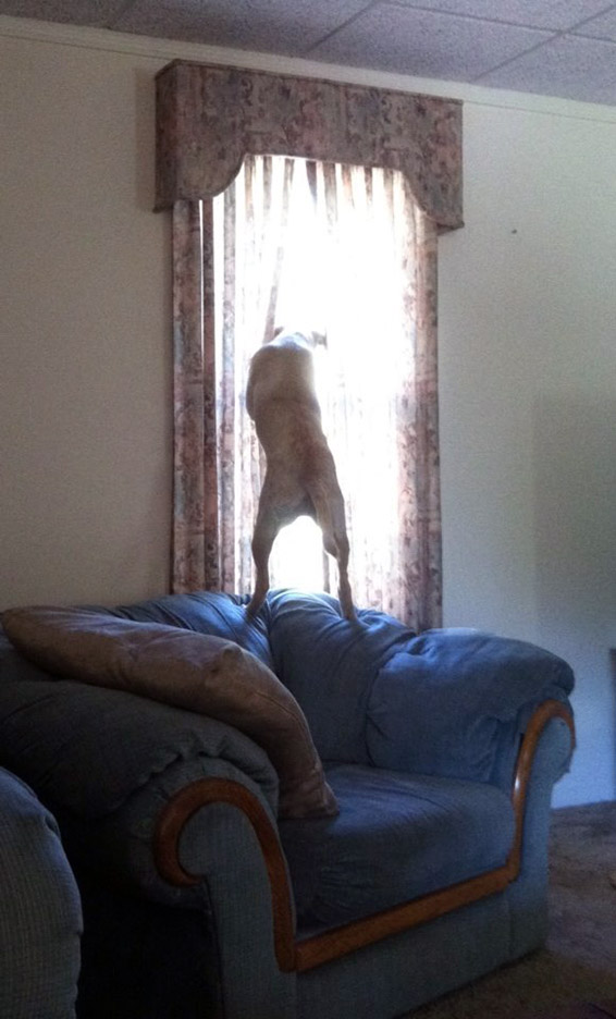 Pet Pic, 09232014&nbsp;edition