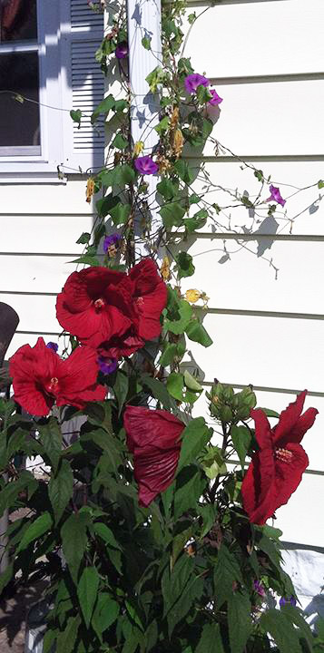 Plant Pic, 09282015&nbsp;edition