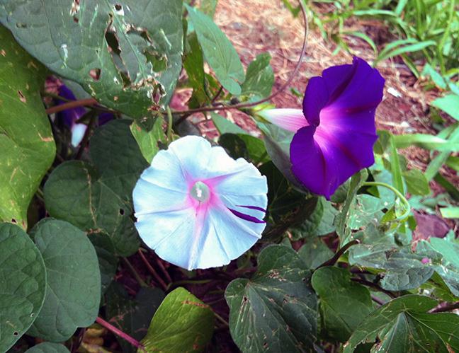 Plant Pic, 09292015&nbsp;edition