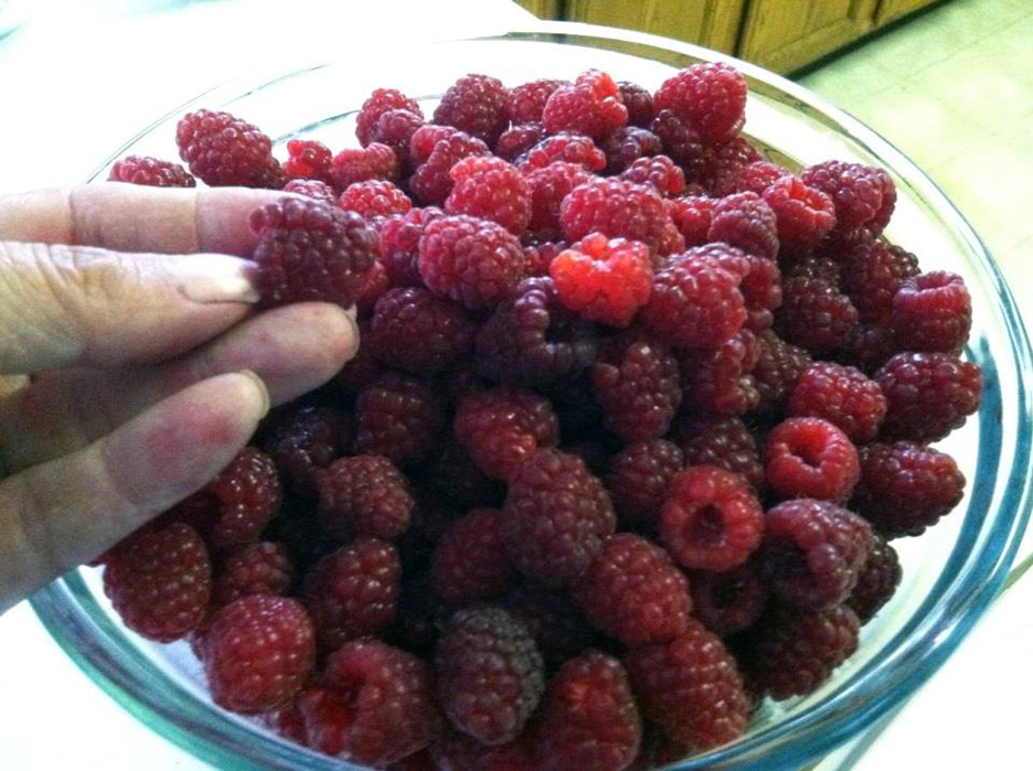 Berries … and more&nbsp;berries