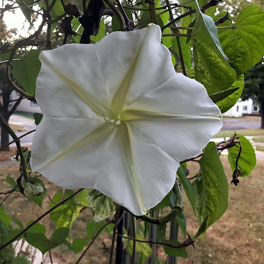 Plant Pics, 10062017&nbsp;edition