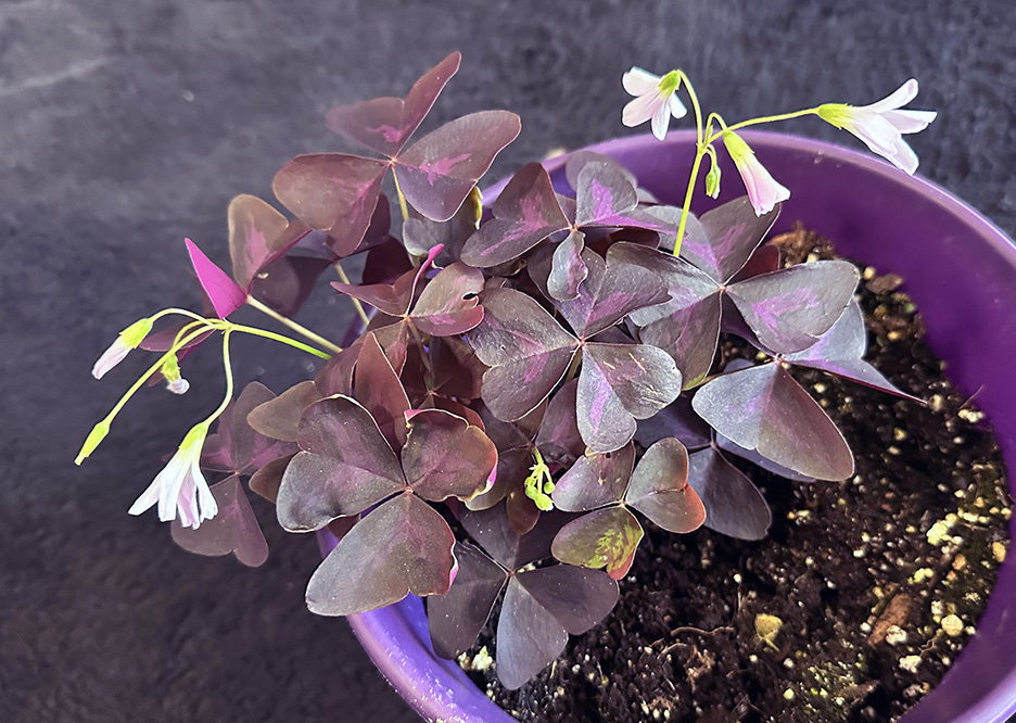 Plant Pic, 10112025 edition