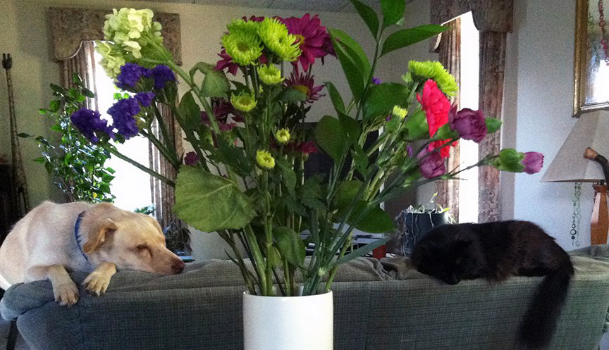 Pet Pic, 10132016&nbsp;edition