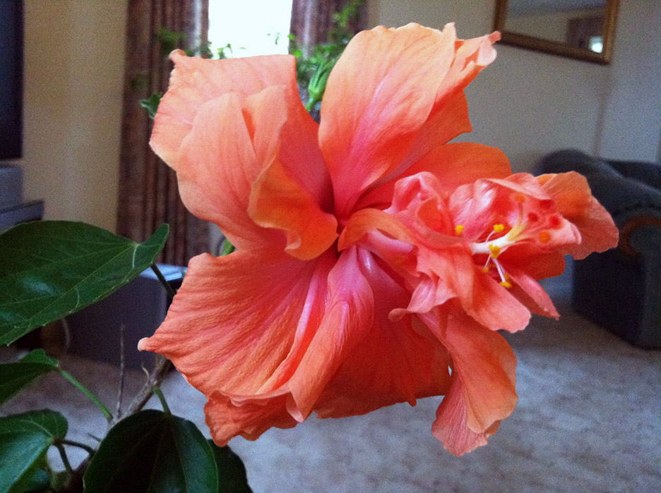 Plant Pic, 10142012&nbsp;edition