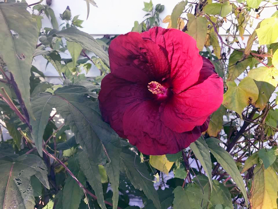 Plant Pic, 10172017&nbsp;edition