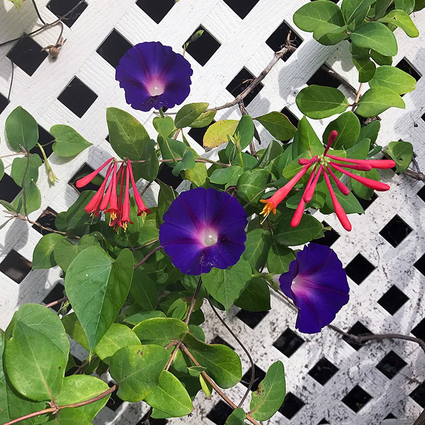 Plant Pic, 10192017&nbsp;edition