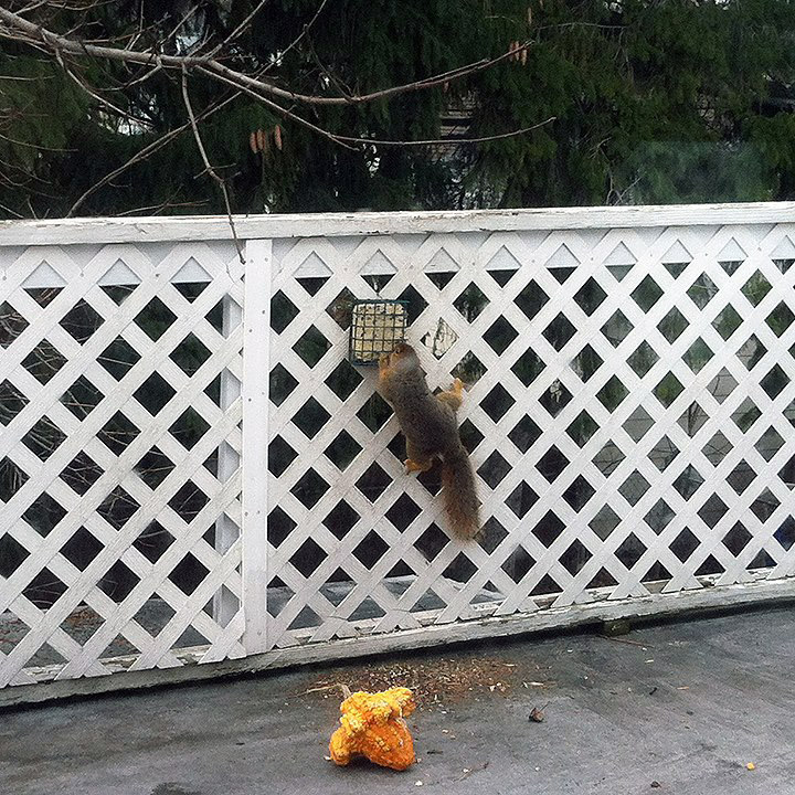 Pet Pic, 12102015&nbsp;edition