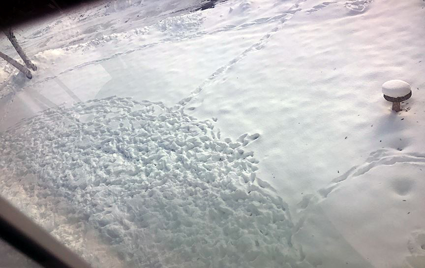 Pet Pic, 12142016&nbsp;edition