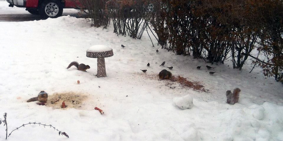 Pet Pic, 12212013&nbsp;edition