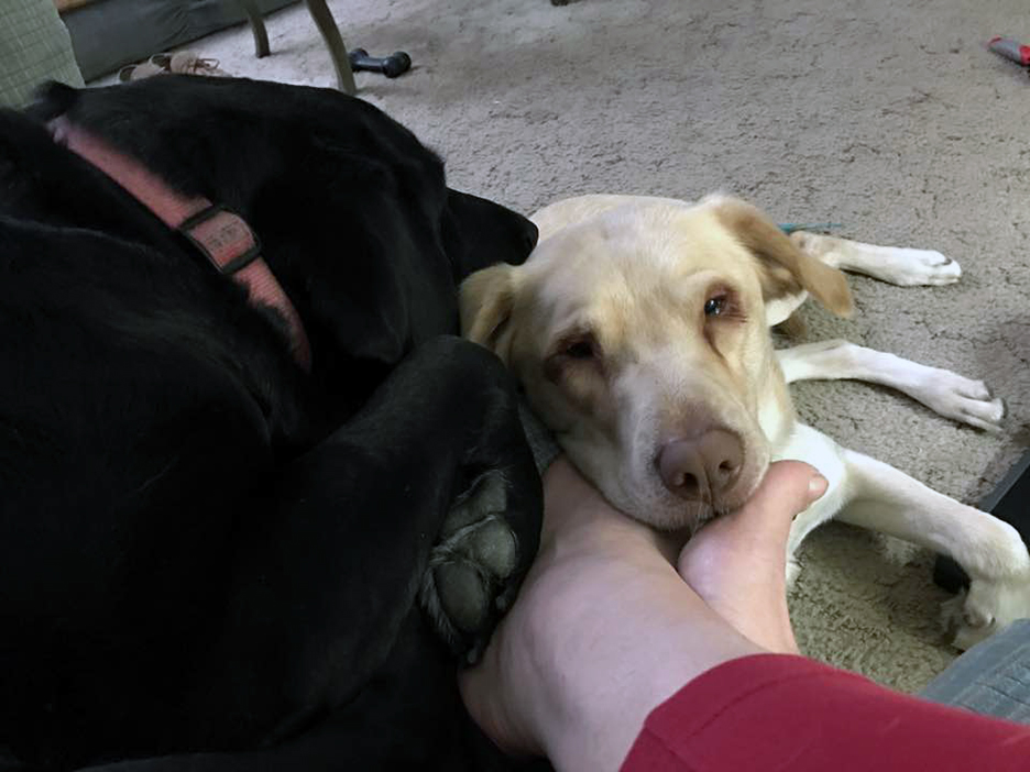 Pet Pic, 12282016&nbsp;edition