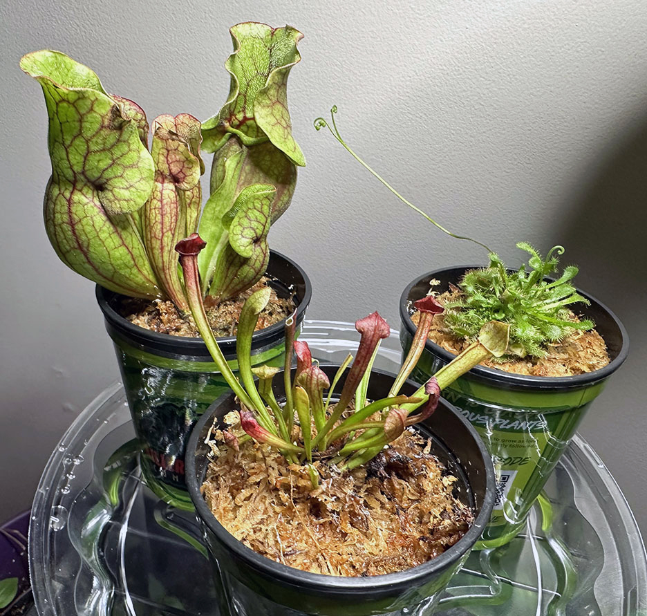 Plant Pic, 01192024&nbsp;edition