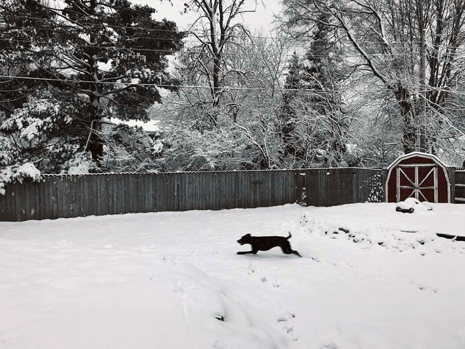 Pet Pic, 01252023&nbsp;edition