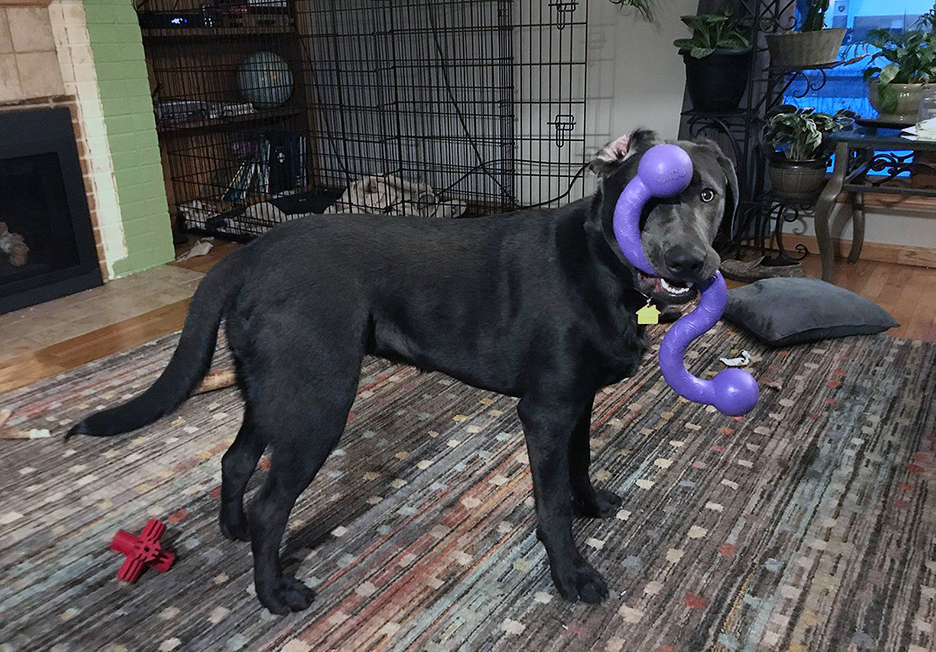 Pet Pic, 02032021&nbsp;edition