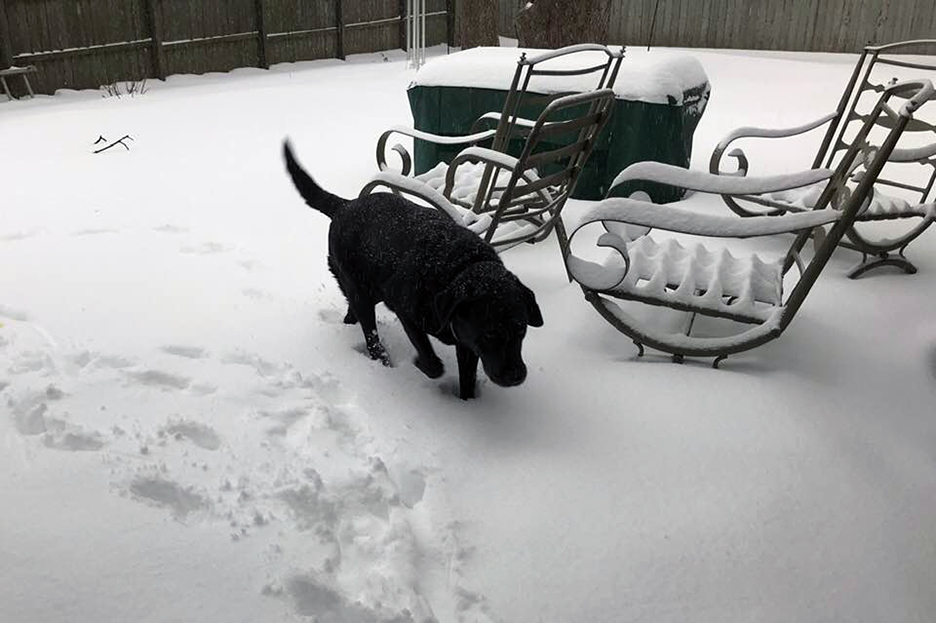 Pet Pic, 02122019&nbsp;edition