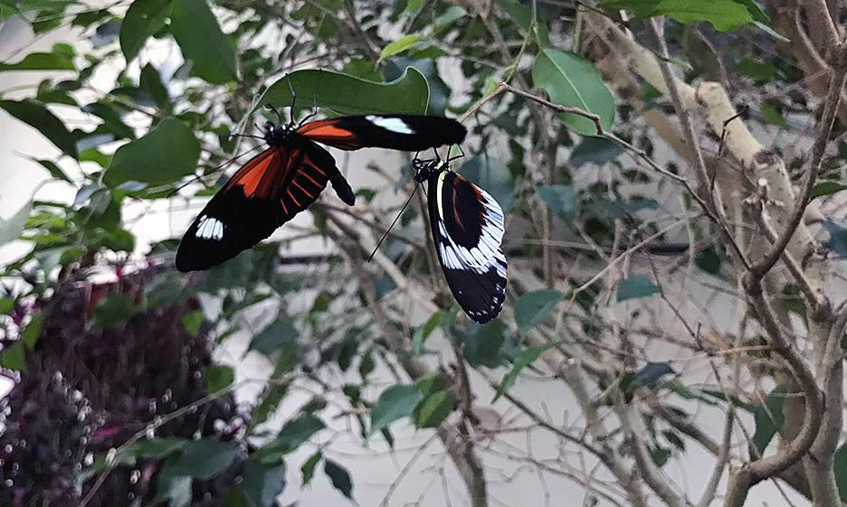 Butterfly Diary, 02252019&nbsp;edition