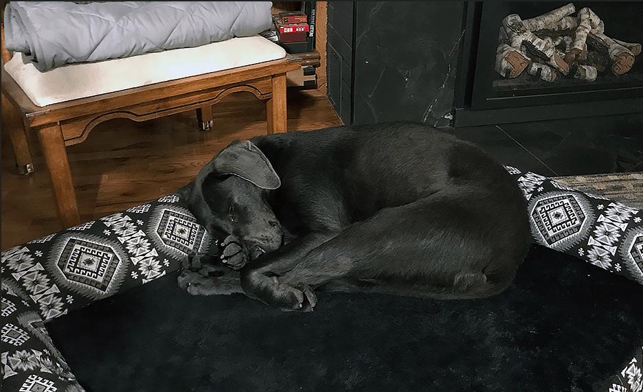 Pet Pic, 03062023&nbsp;edition