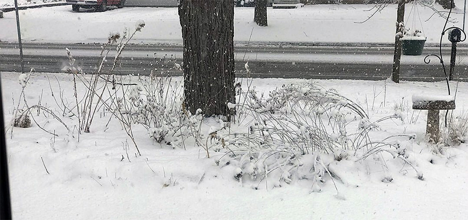 Plant Pic, 03072022&nbsp;edition