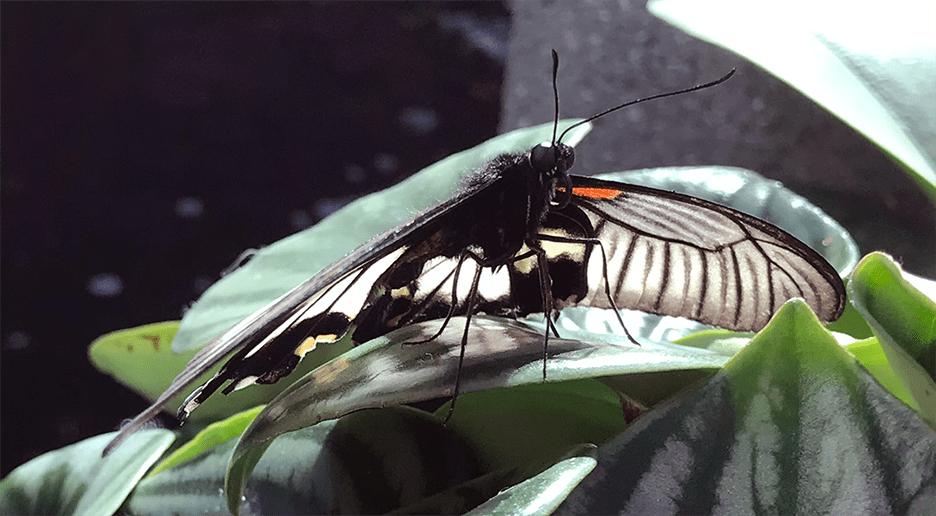 Butterfly Diary, 03142023&nbsp;edition