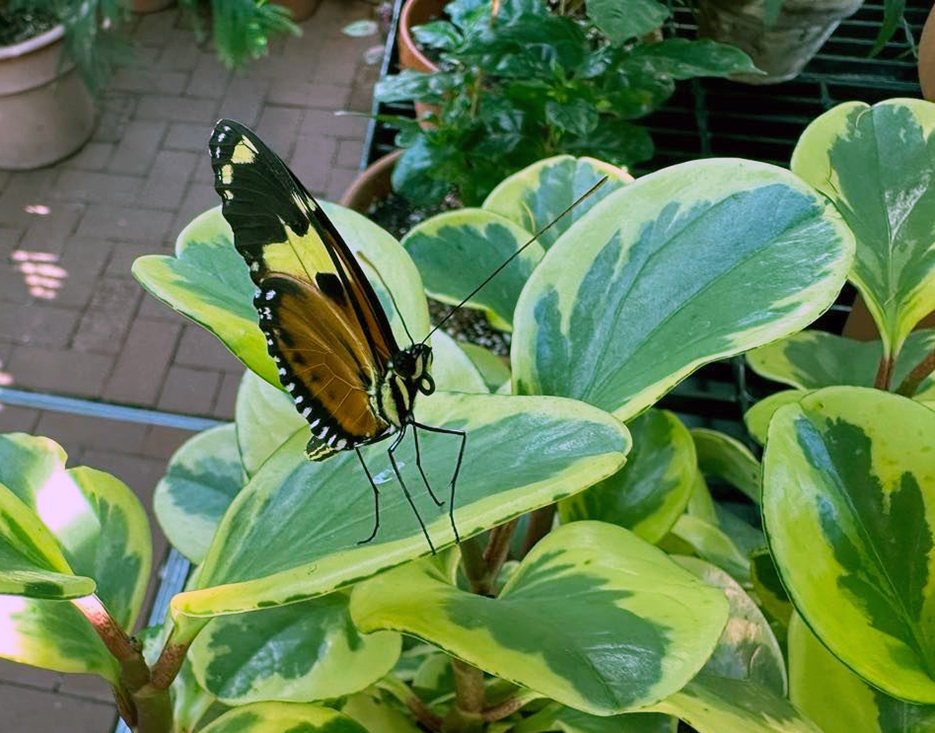 Butterfly Diary, 03192023&nbsp;edition