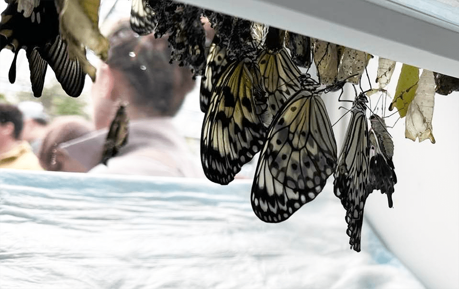 Butterfly Diary, 03292023&nbsp;edition