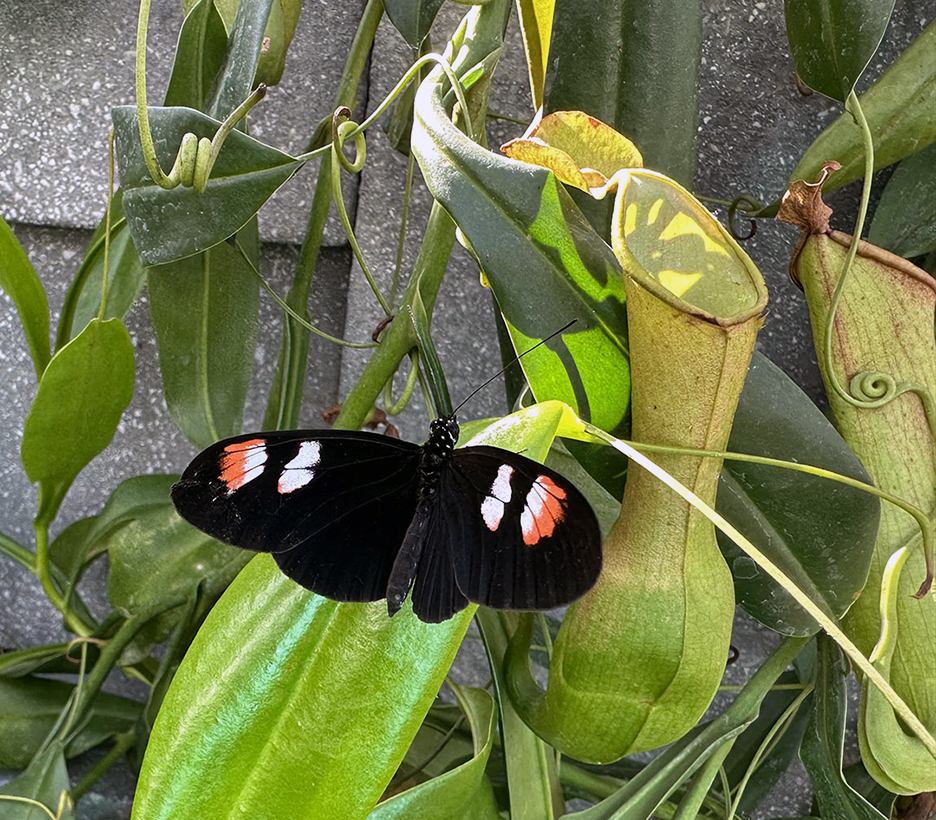 Plant Pic, 04022024&nbsp;edition