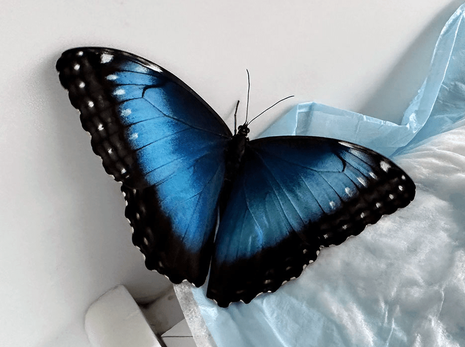 Butterfly Diary, 04042023&nbsp;edition