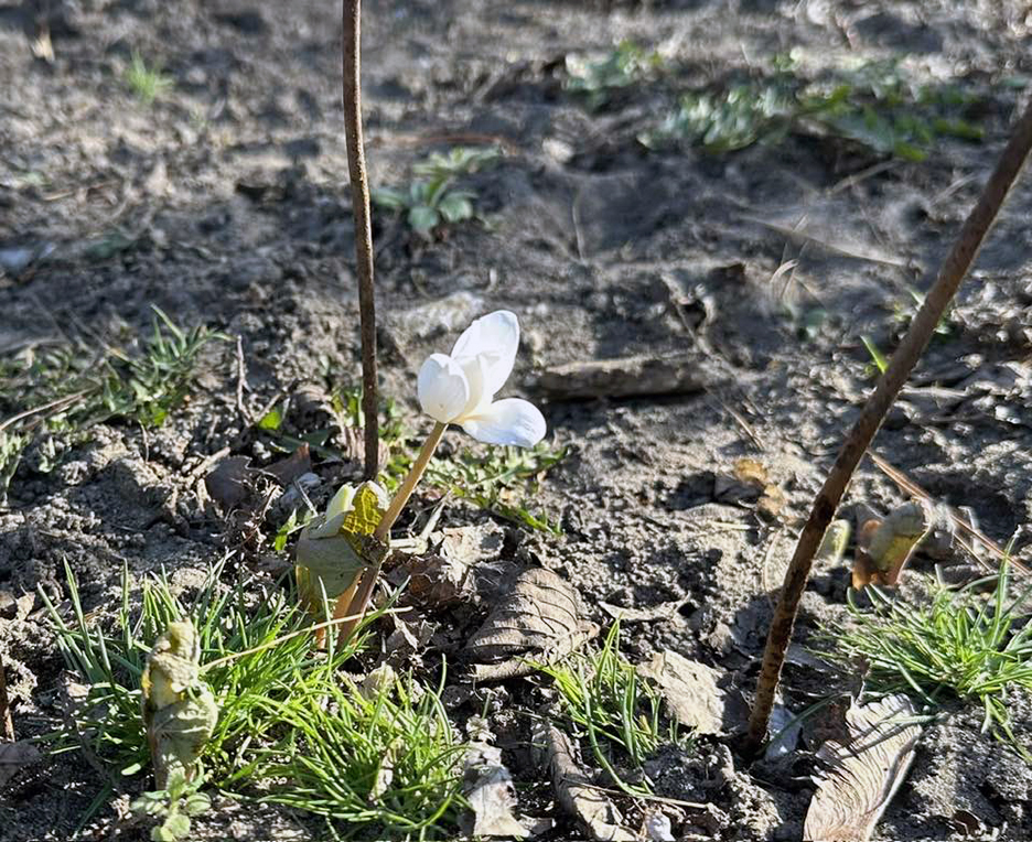 Plant Pic 04092024&nbsp;edition