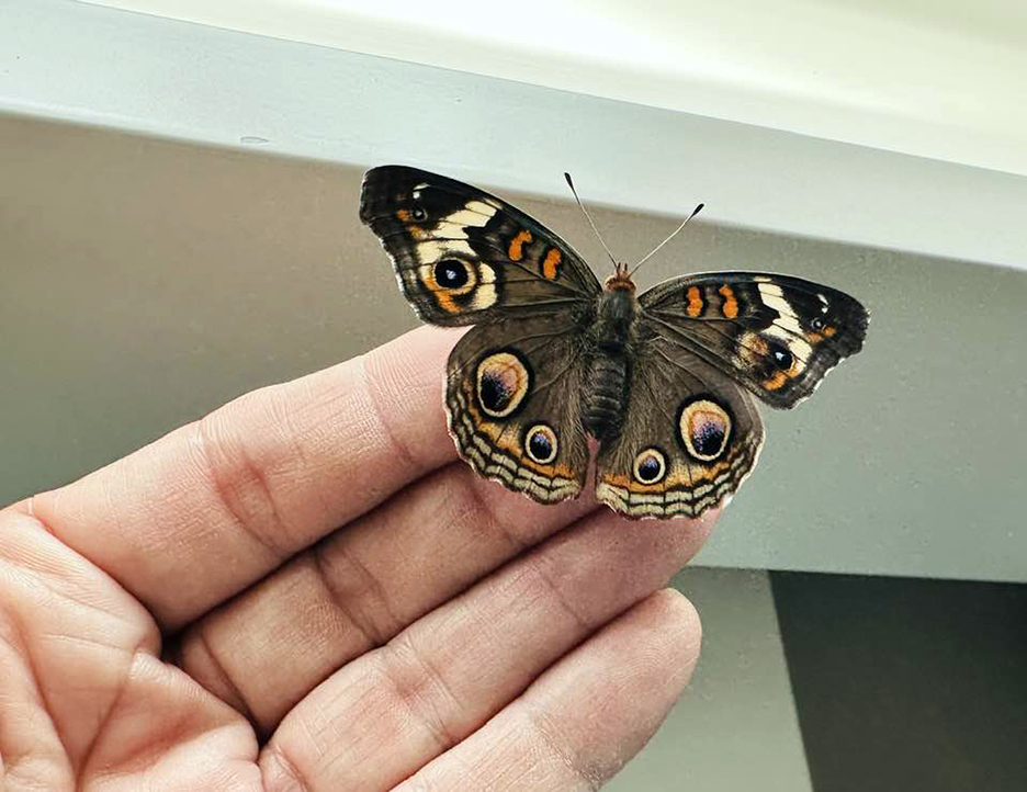 Butterfly Diary, 04102024&nbsp;edition