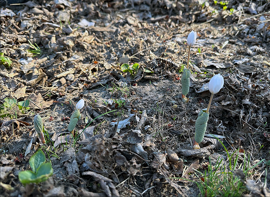 Plant Pic, 04122023&nbsp;edition