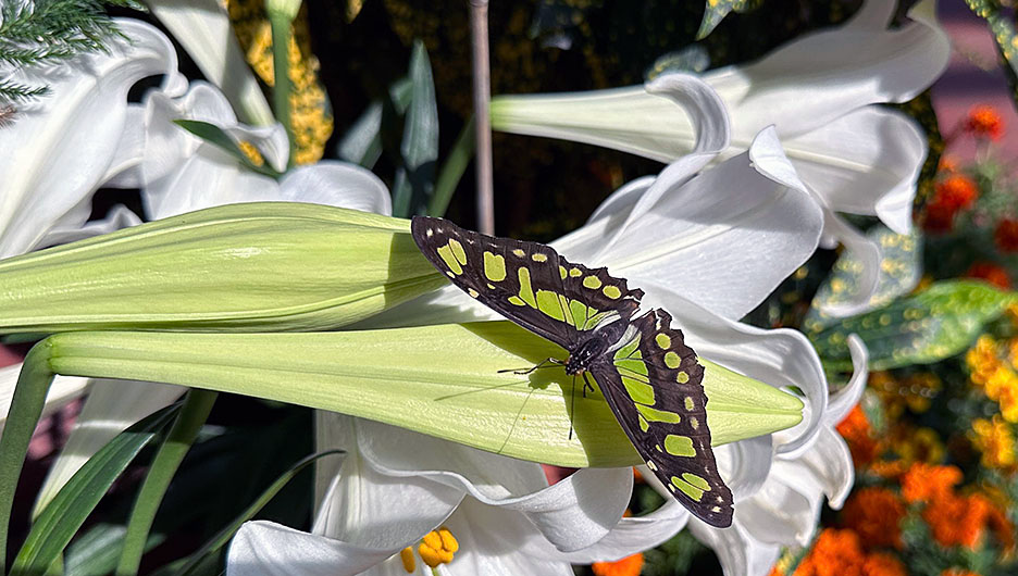 Butterfly Diary, 04142023&nbsp;edition