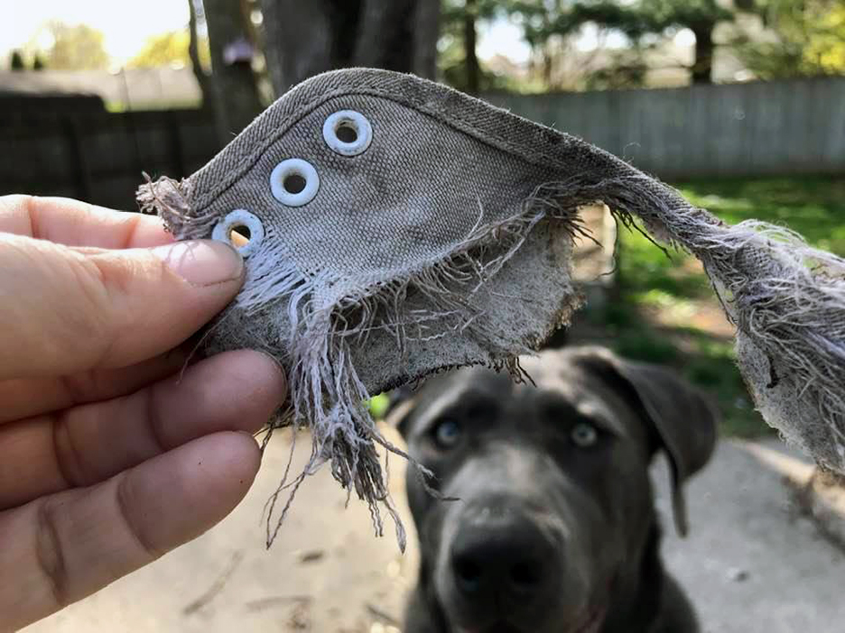 Pet Pic, 04182021&nbsp;edition