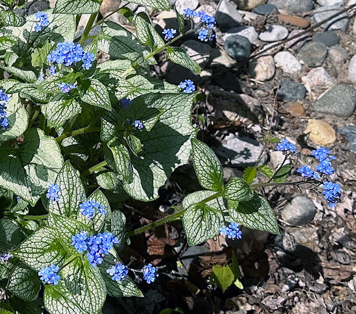 Plant Pic, 04272023&nbsp;edition