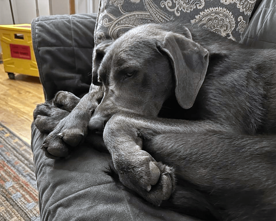 Pet Pic, 05012023&nbsp;edition