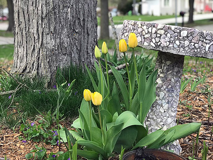 Plant Pic, 05032020&nbsp;edition