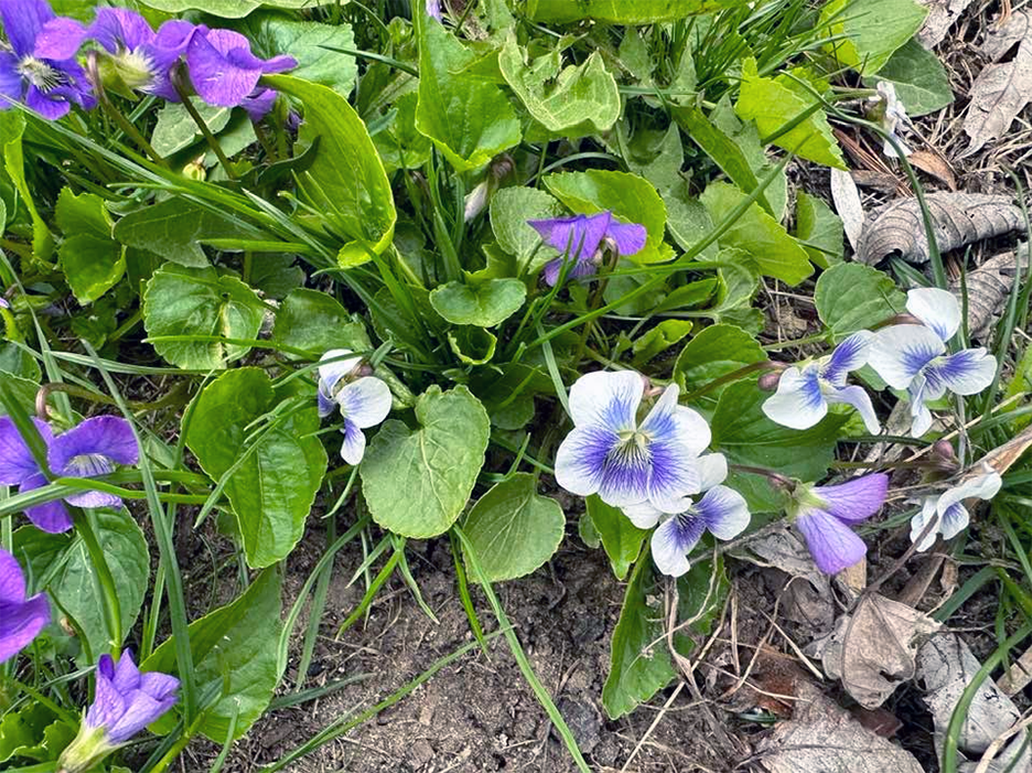 Plant Pic, 05042023&nbsp;edition