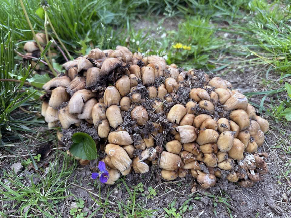 Plant Pic, 05082024&nbsp;edition