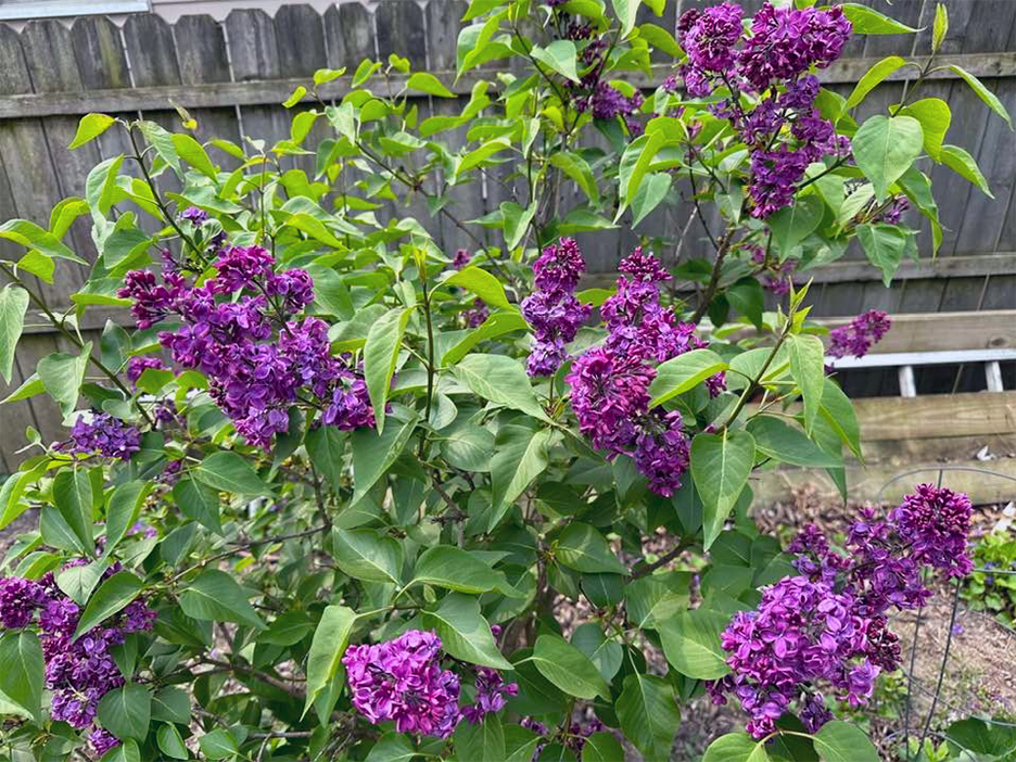 Plant Pic, 05162023&nbsp;edition