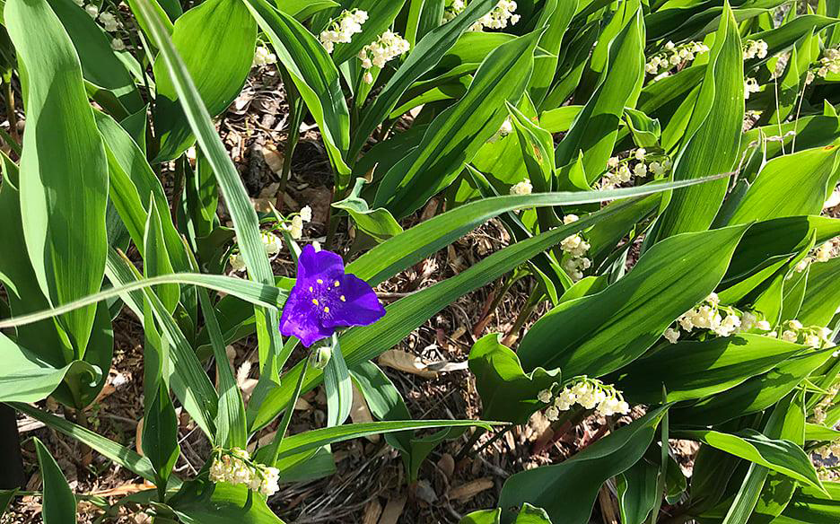 Plant Pic, 05232021&nbsp;edition