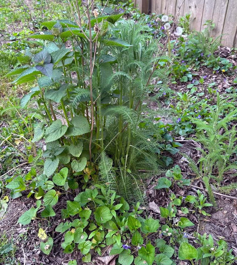 Plant Pic, 05232023&nbsp;edition