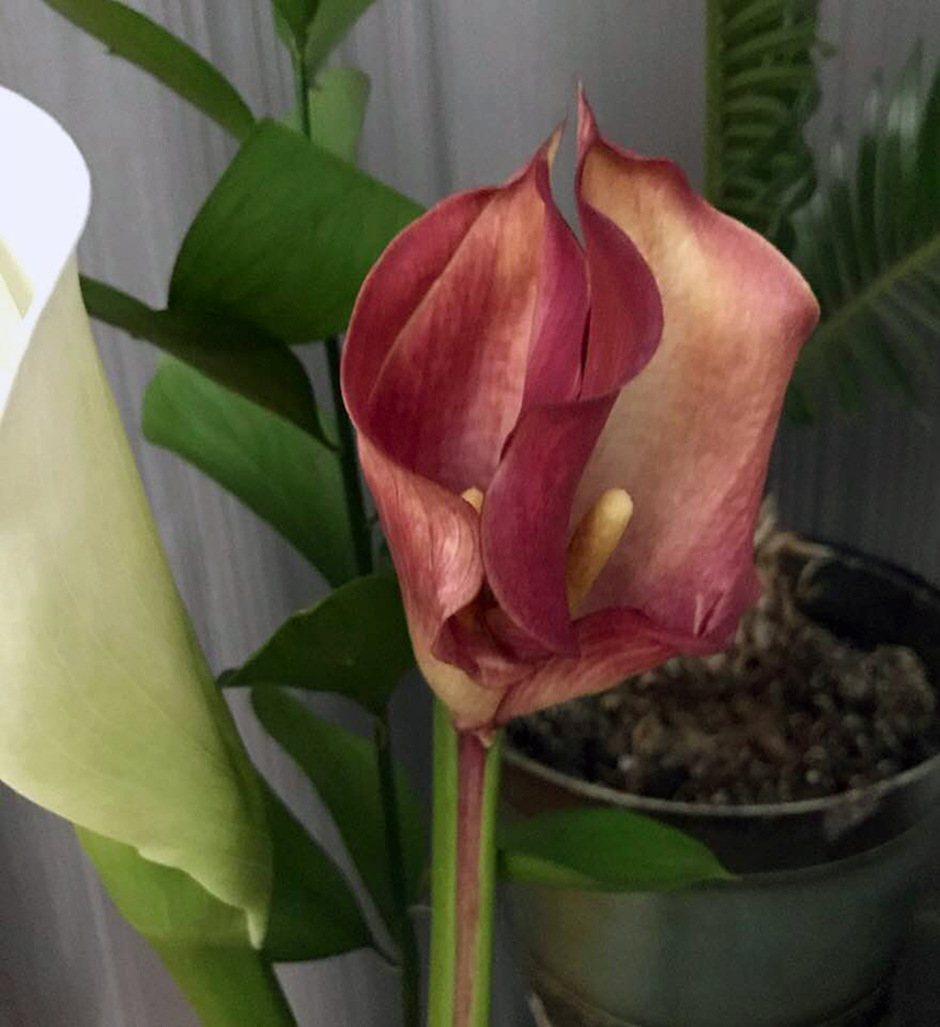 calla lily