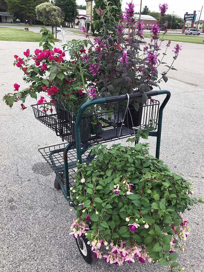 Plant Pic, 05302019&nbsp;edition